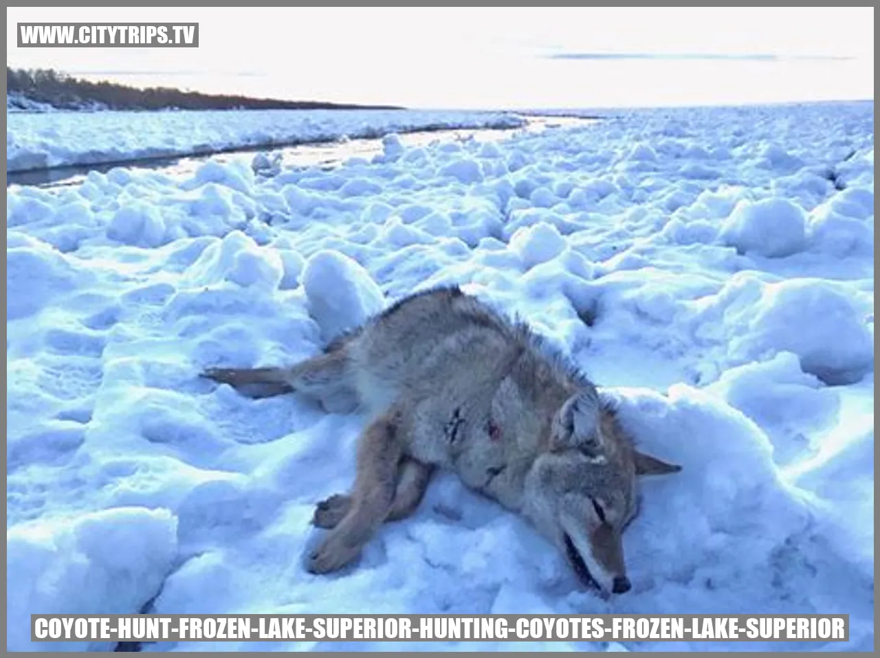 Preparing for a Winter Coyote Hunt on Lake Superior - Hunting Coyotes on the Frozen Lake