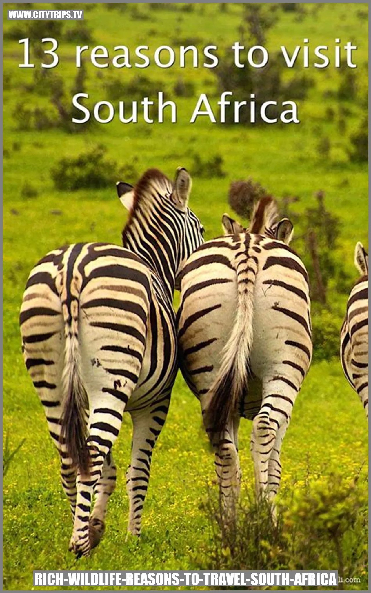 Rich Wildlife - Reasons to Travel South Africa