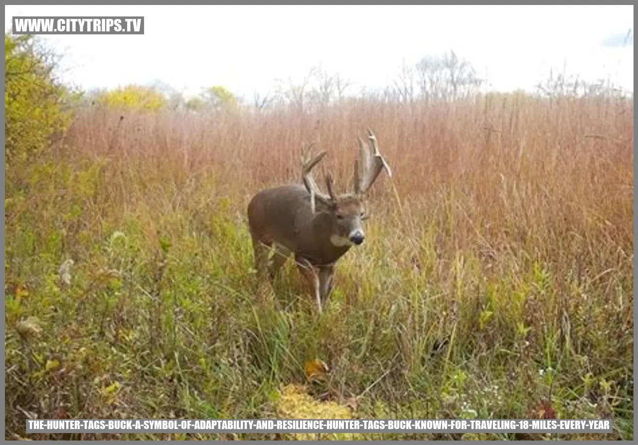The Hunter Tags Buck: A Symbol of Adaptability and Resilience