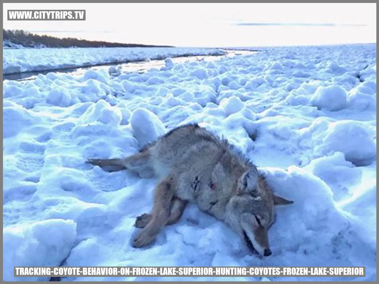 Tracking Coyote Behavior on Frozen Lake Superior